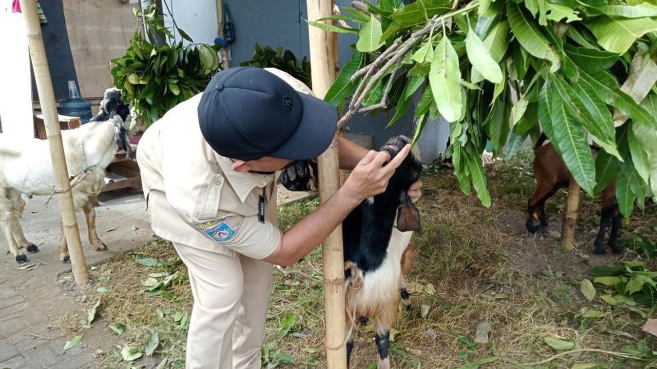 Distan Mataram mulai lakukan pengecekan kesehatan hewan kurban untuk Idul Adha, pastikan aman dari penyakit dan layak konsumsi masyarakat.