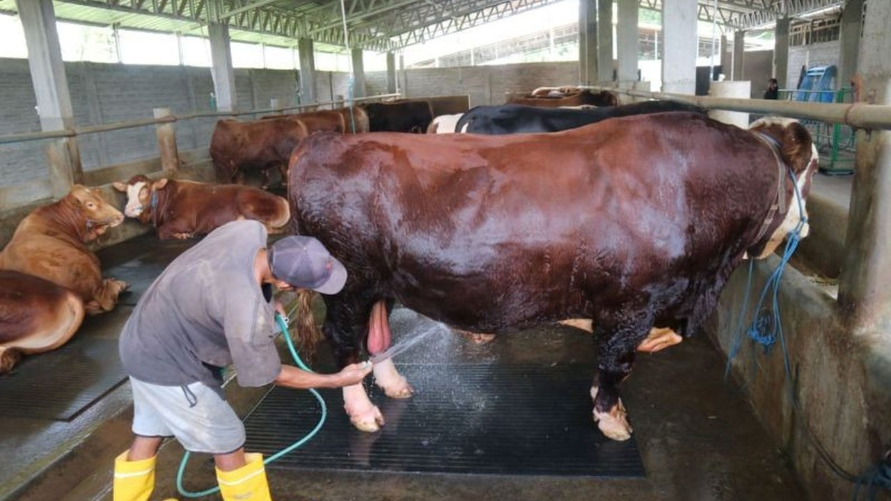 Distan Lombok Tengah periksa kesehatan sapi kurban Presiden Prabowo seberat 1 ton lebih, pastikan layak dan sesuai syariat Islam untuk Idul Adha.