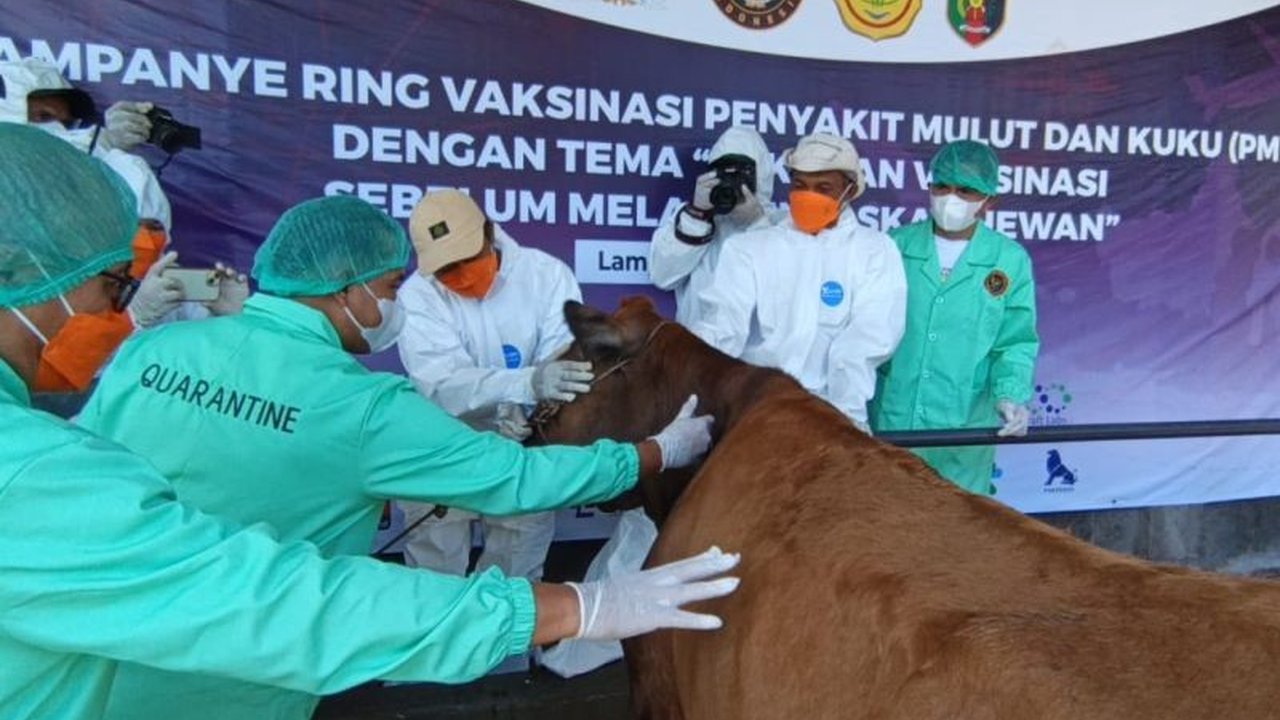 Barantin kampanyekan vaksinasi ring di lima daerah untuk mencegah penyebaran penyakit mulut dan kuku (PMK) pada hewan ternak.