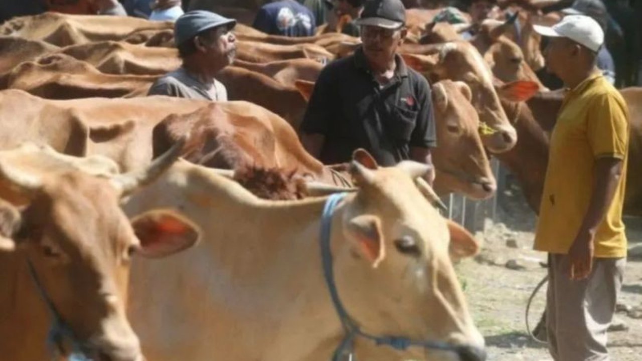 Riau mengandalkan pasokan sapi kurban dari luar daerah, dengan peternak lokal hanya mampu memenuhi 20% kebutuhan jelang Idul Adha 1446 H.