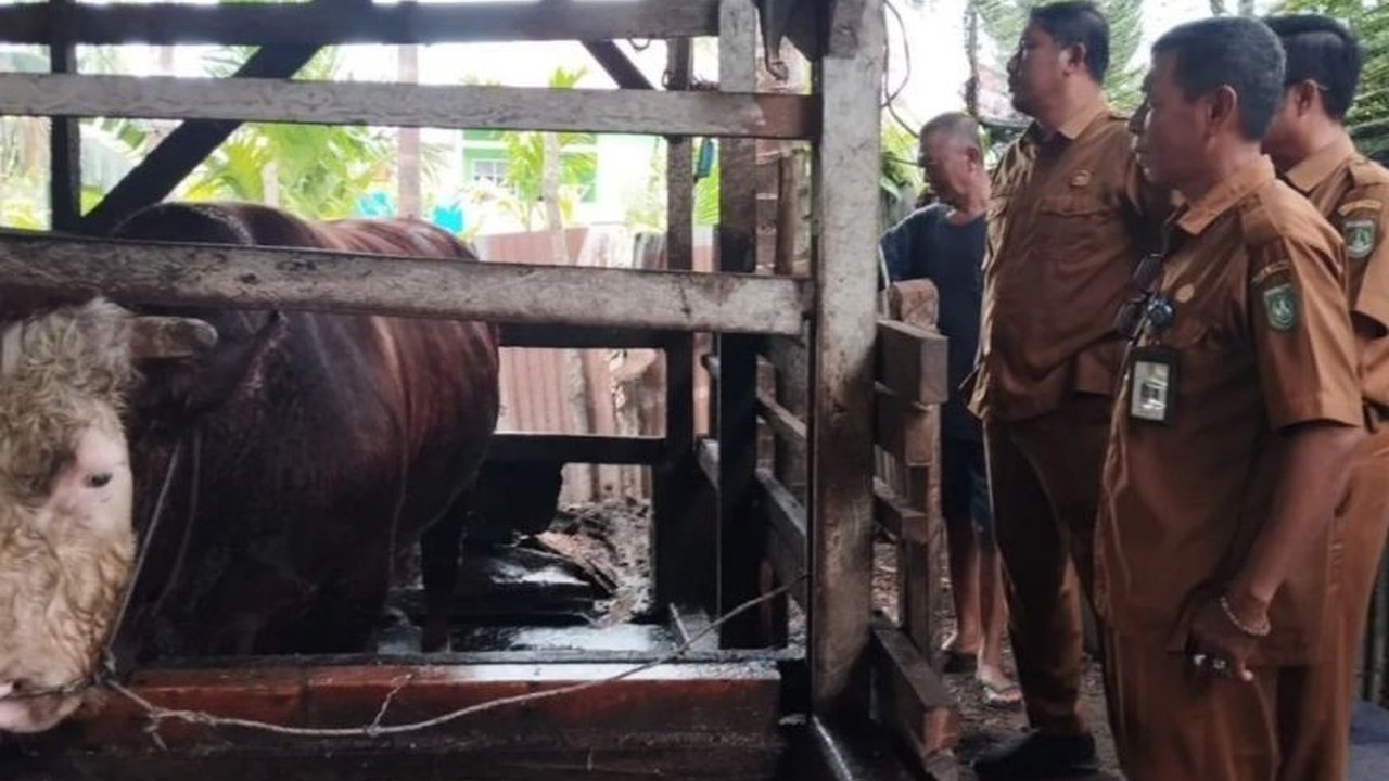 Presiden Prabowo Subianto menyumbangkan sapi kurban berbobot 750 kg dari peternak lokal untuk masyarakat Dumai di Idul Adha 2025.