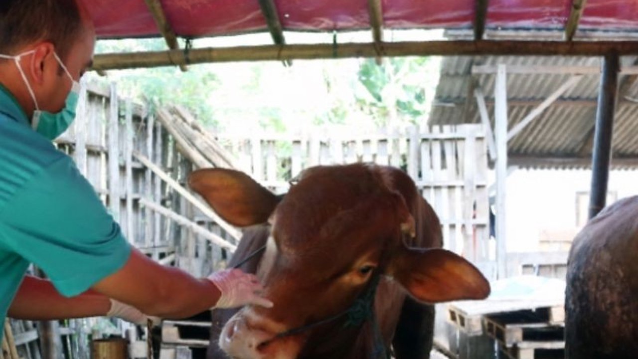 Pemkot Jakarta Utara intensifkan pemeriksaan kesehatan hewan kurban untuk memastikan kelayakan konsumsi jelang Hari Raya Idul Adha 1446 Hijriah.