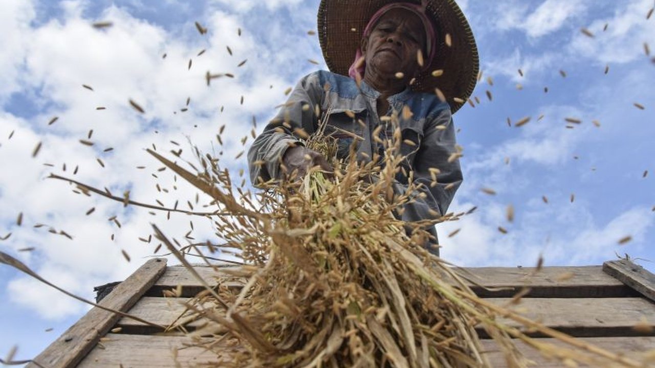 Sektor pertanian Indonesia bangkit dengan pertumbuhan tertinggi dalam 15 tahun terakhir, didukung program pemerintah dan peningkatan produksi padi.