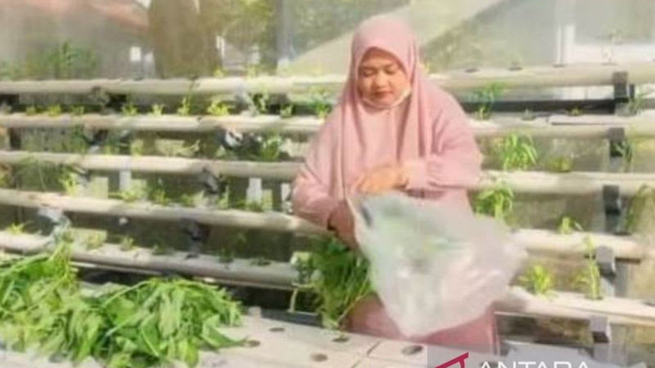 Dinas Pangan Kota Solok perluas budi daya hidroponik di setiap kelurahan sebagai upaya pemberdayaan masyarakat dan ketahanan pangan keluarga.