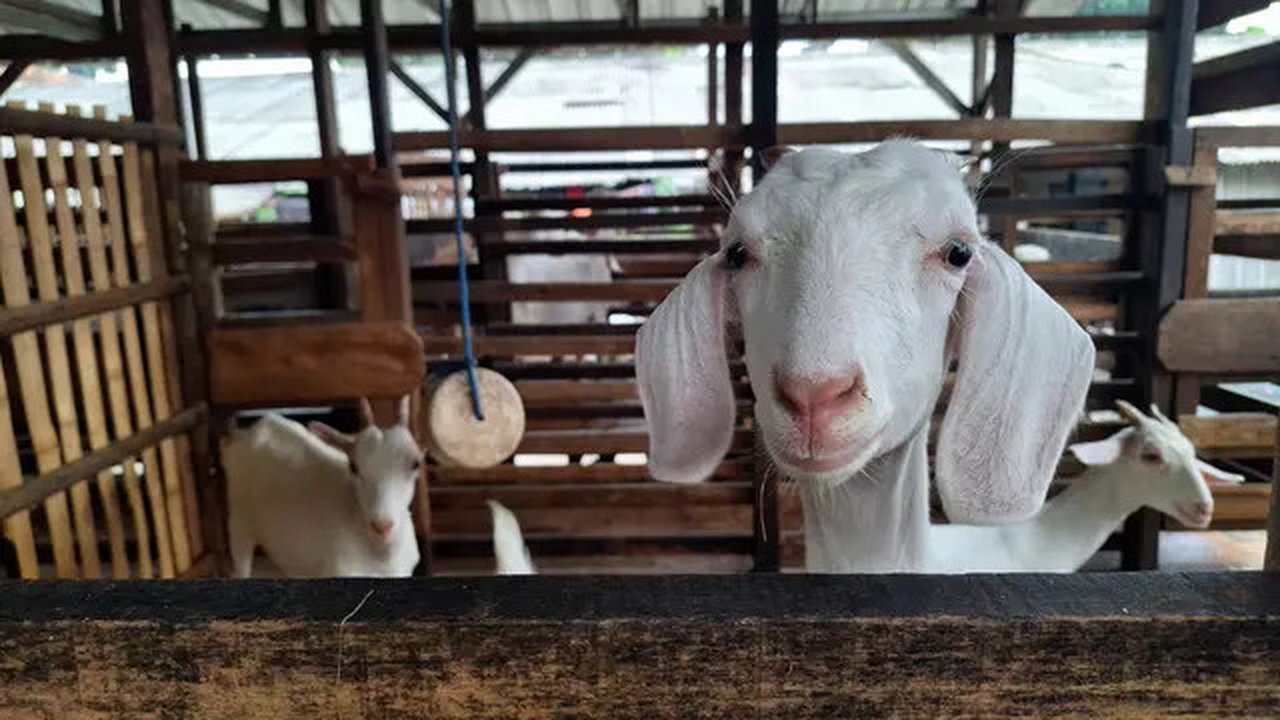 Hewan Kurban Kambing. (Widi3019/depositphotos.com)