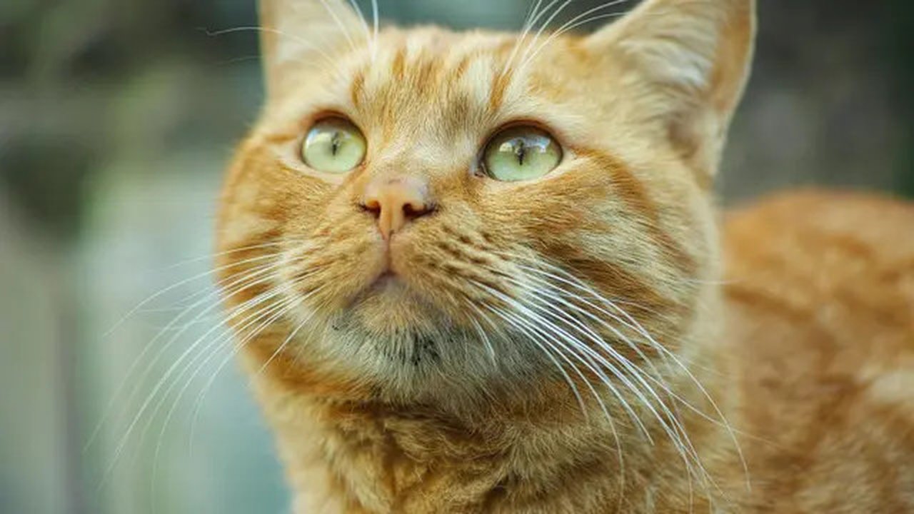 Misteri Warna Kucing Oren Terungkap (Sumber: Pexels)