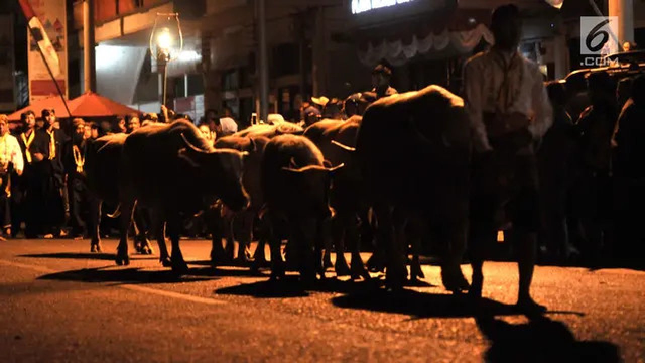 Kawanan Kerbau Bule keturunan Kerbau Pusaka Keraton Kyai Slamet membuka jalan bagi rombongan Kirab Peringatan Malam 1 Suro Keraton Surakarta Hadiningrat, di Solo, Sabtu (31/8/2019). Kirab dia