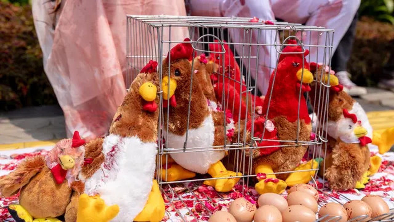 Act for Farmed Animals, sebuah koalisi perlindungan hewan antara Sinerga Animal dan Animal Friends Jogja, menggelar aksi damai mendorong para pengusaha perhotelan mewah menerapkan kebijakan 1