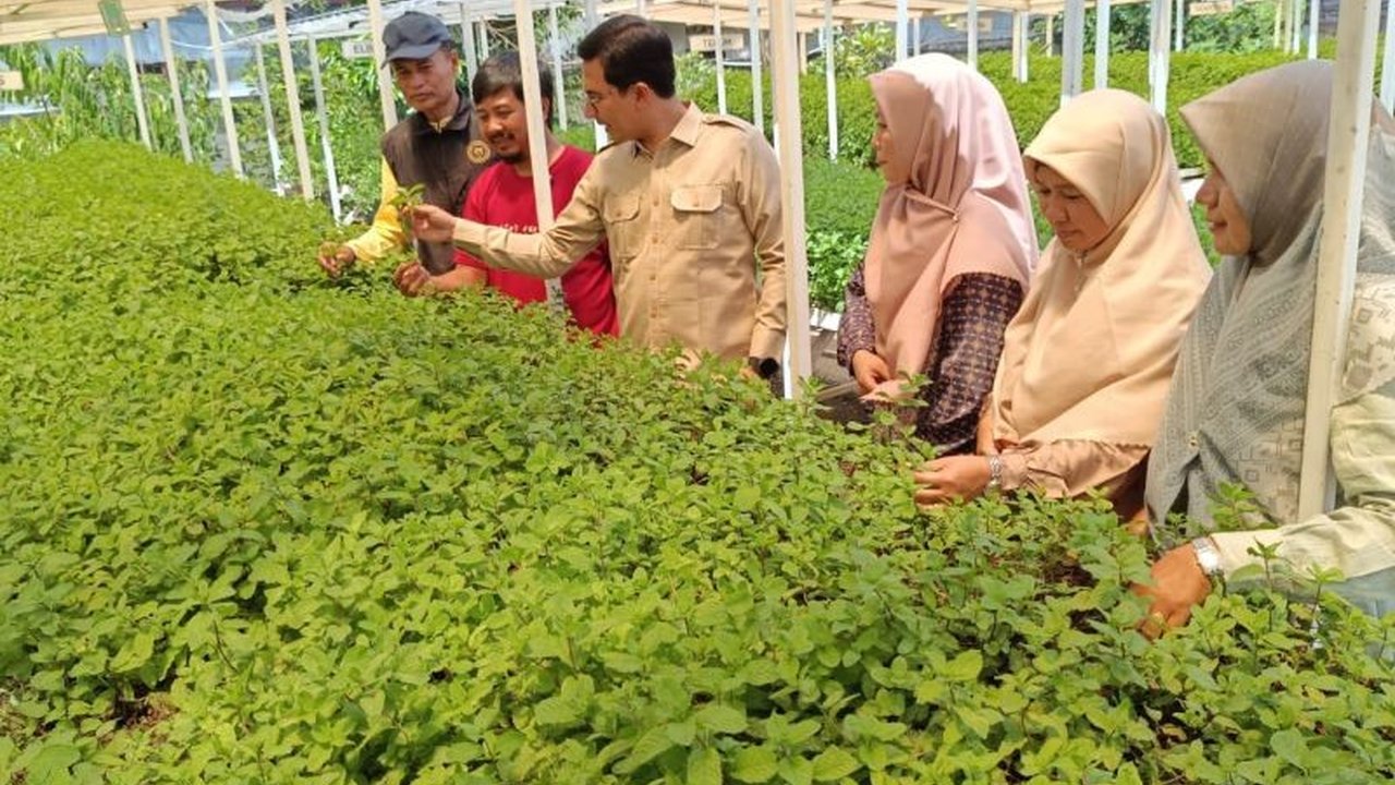 Ketua DPRK Banda Aceh menyatakan urban farming sebagai solusi ketahanan pangan kota. Simak bagaimana warga berhasil raih omzet jutaan rupiah dari lahan terbatas!