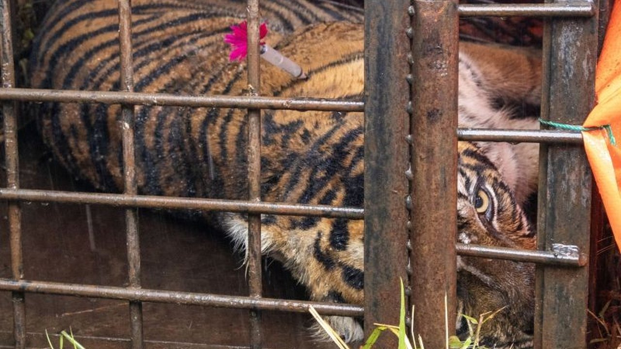 BKSDA Sumbar telah menangani 17 kasus konflik satwa manusia sepanjang 2025. Apa penyebab satwa buas keluar habitat dan bagaimana penanganannya?