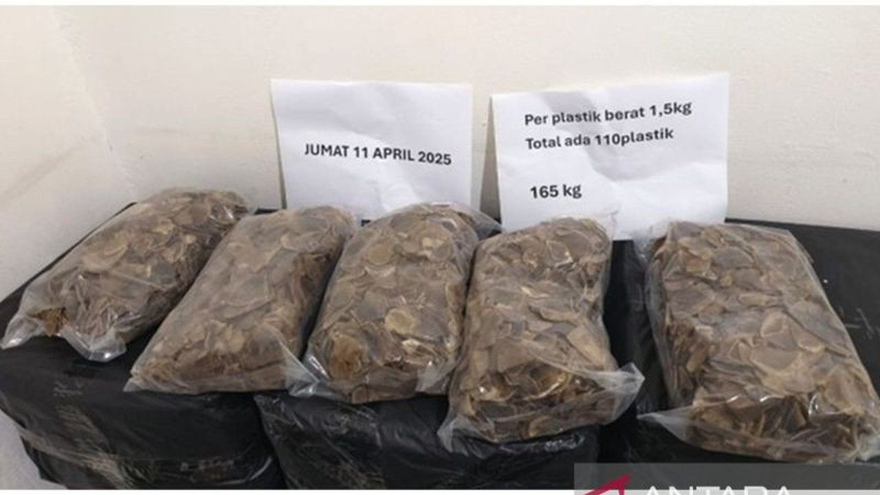 Balai Gakkum Kehutanan Jabalnusra menetapkan tersangka baru dalam kasus perdagangan sisik trenggiling, mengungkap jejaring kejahatan transnasional yang merugikan ekosistem.