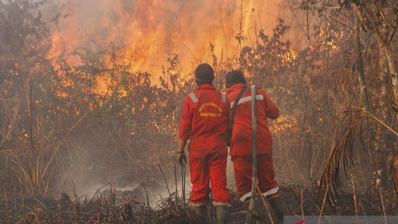 Fakta Unik: Mengapa Riau Selalu Jadi Episentrum Kebakaran Hutan dan Lahan? BNPB Ungkap Data Terkini