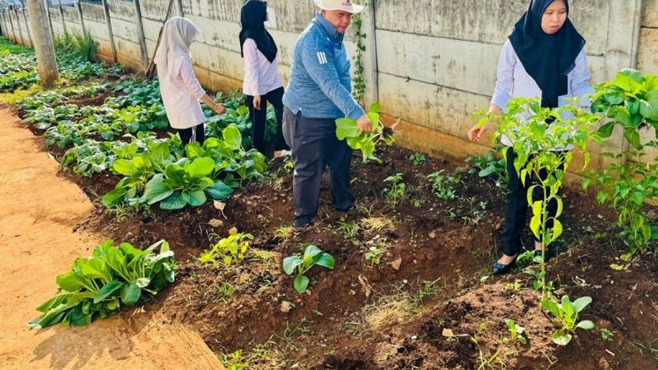 Lapas Semarang berhasil panen sawi caisin seberat 29,5 kg, menunjukkan komitmen pembinaan kemandirian warga binaan sekaligus mendukung ketahanan pangan nasional.