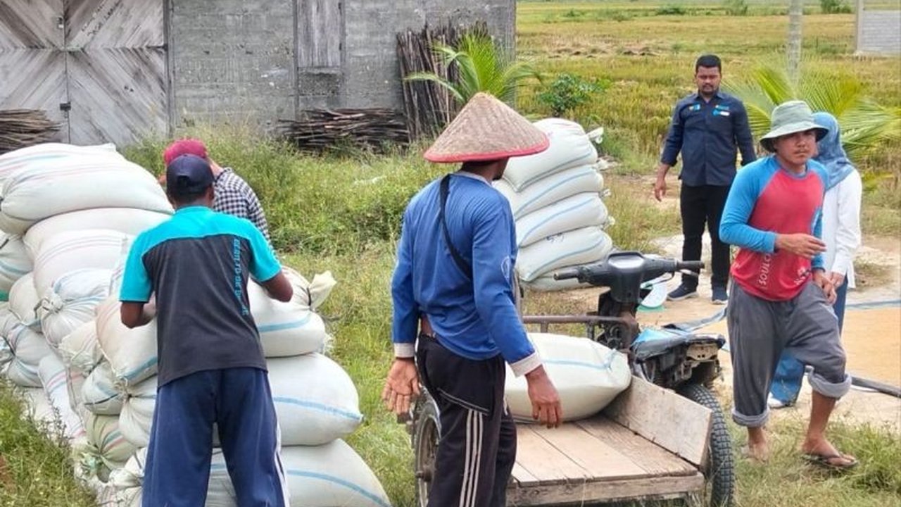 Harga Gabah Abdya di awal panen mencapai Rp8.000/kg, melampaui HPP pemerintah. Mengapa harga bisa setinggi ini dan apa dampaknya bagi petani?