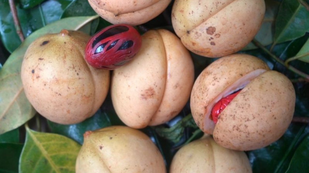 Terungkap, Mengapa Pala Tidore Kini Berstatus Kekayaan Intelektual Komunal dan Dilindungi Hukum!