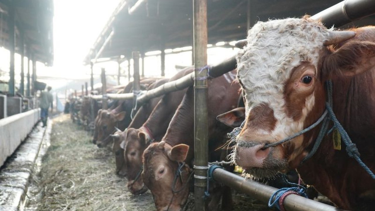 Perumda Dharma Jaya kembali melakukan impor sapi, kali ini sebanyak 750 ekor dari Australia, sebagai langkah strategis menjaga stabilitas pangan di DKI Jakarta.