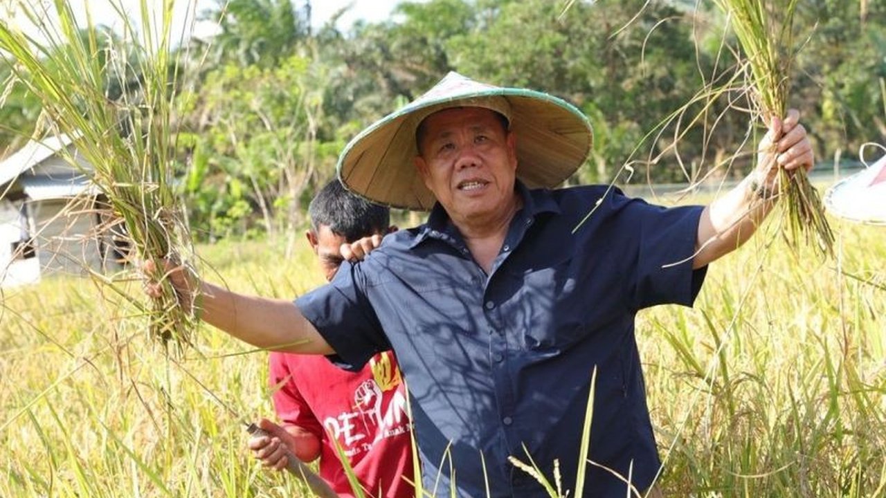 Pemerintah Kabupaten Belitung Timur berhasil menerapkan program integrasi padi sawah dan ternak sapi untuk meningkatkan kesuburan tanah serta mewujudkan swasembada pangan dan daging. Simak inovasi pertanian terpadu ini!