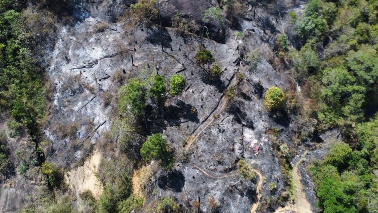 Pemerintah Provinsi Sumatera Barat siapkan status siaga darurat untuk antisipasi meluasnya Karhutla Sumbar yang telah melahap 500 hektare lahan. Apa dampaknya?
