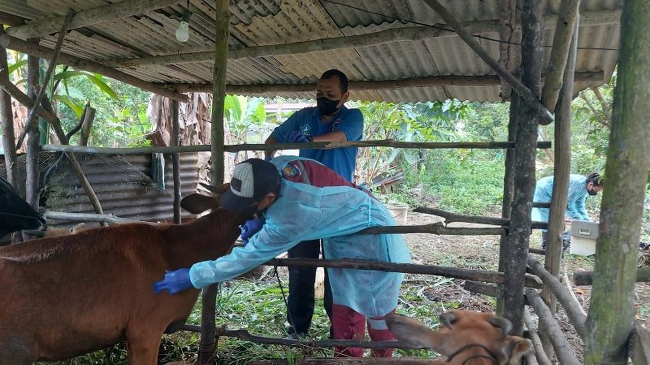 Dinas Ketahanan Pangan dan Pertanian (DKPP) Bintan gencar lakukan vaksinasi PMK pada 200 ternak sapi. Bagaimana strategi mereka cegah wabah ini?