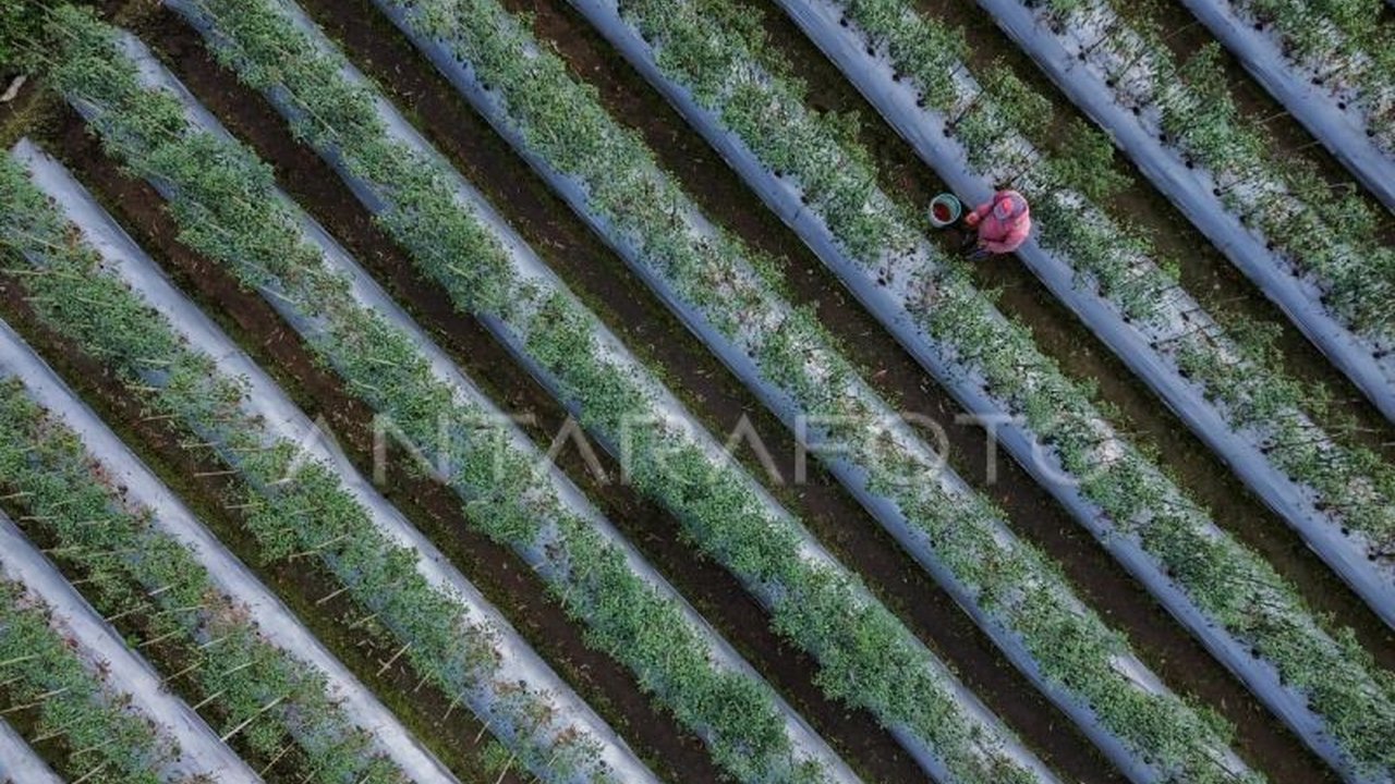 Indonesia tegaskan transisi energi dan iklim sebagai prioritas nasional, bukan hanya agenda global. Ini demi ketahanan pangan dan masa depan berkelanjutan. Mengapa penting?