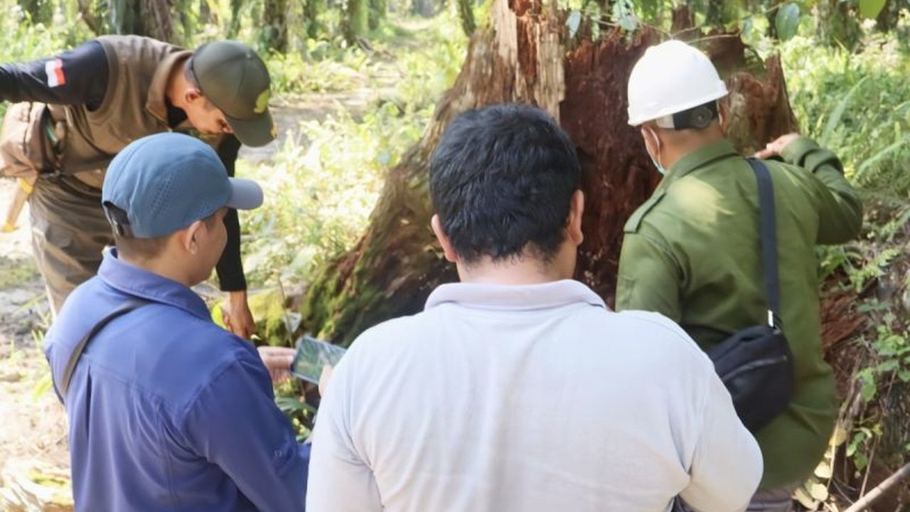 BKSDA Sampit melakukan observasi pasca Serangan Beruang Madu di kebun sawit Mentaya Hulu, memastikan keberadaan sarang dan mengambil langkah antisipasi.
