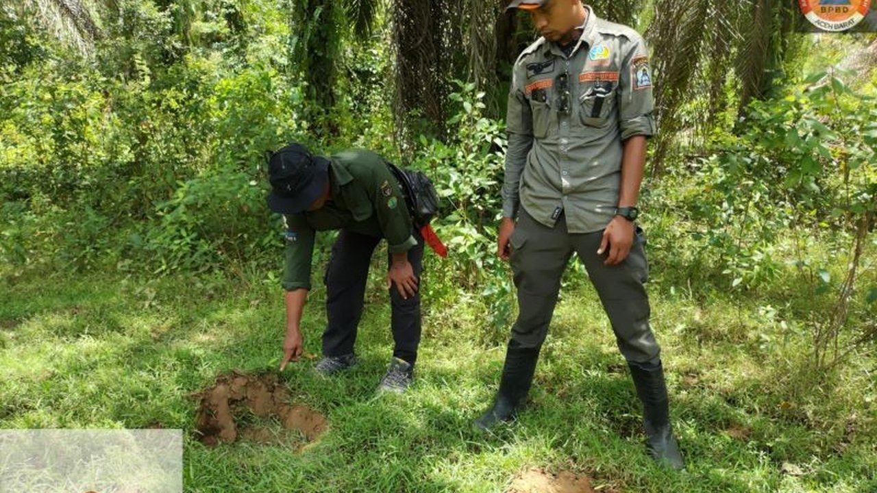 BPBD Aceh Barat mengerahkan Tim WRU untuk menanggulangi konflik gajah Aceh Barat yang meresahkan petani. Bagaimana upaya mitigasi ini dilakukan?