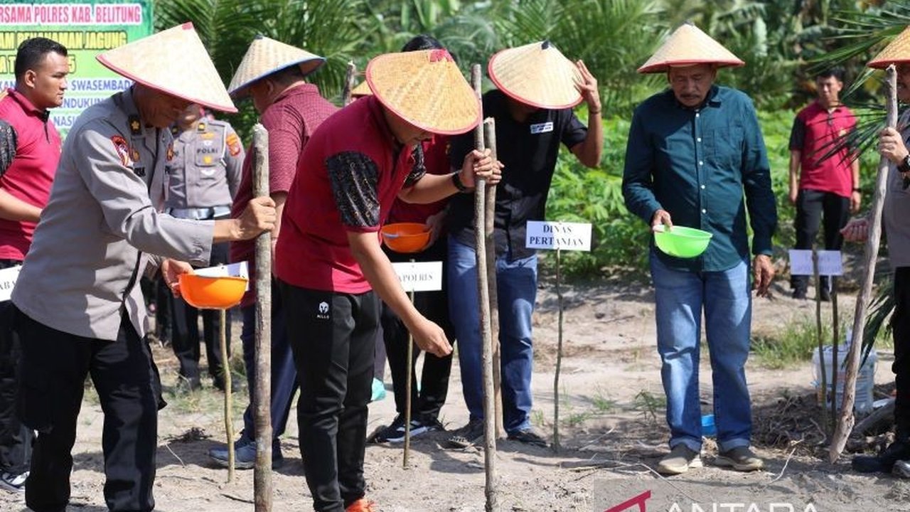 Polres Belitung tanam jagung seluas dua hektare sebagai wujud komitmen nyata mendukung swasembada pangan nasional. Simak detail upaya kolaboratif ini!