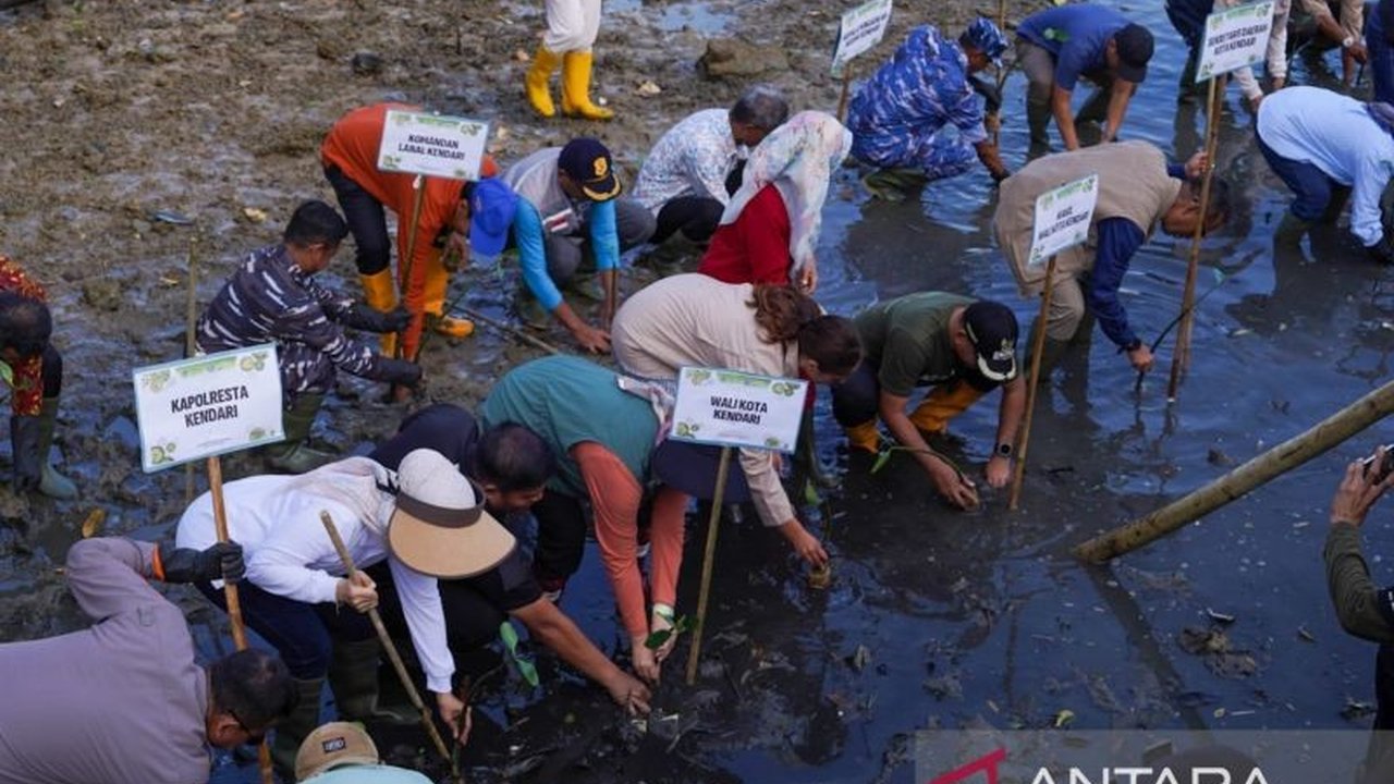 Pemerintah Kota Kendari melakukan penanaman mangrove sebanyak 500 pohon untuk mencegah abrasi dan menjaga ekosistem pesisir. Simak dampaknya bagi 'Kota Lulo'!
