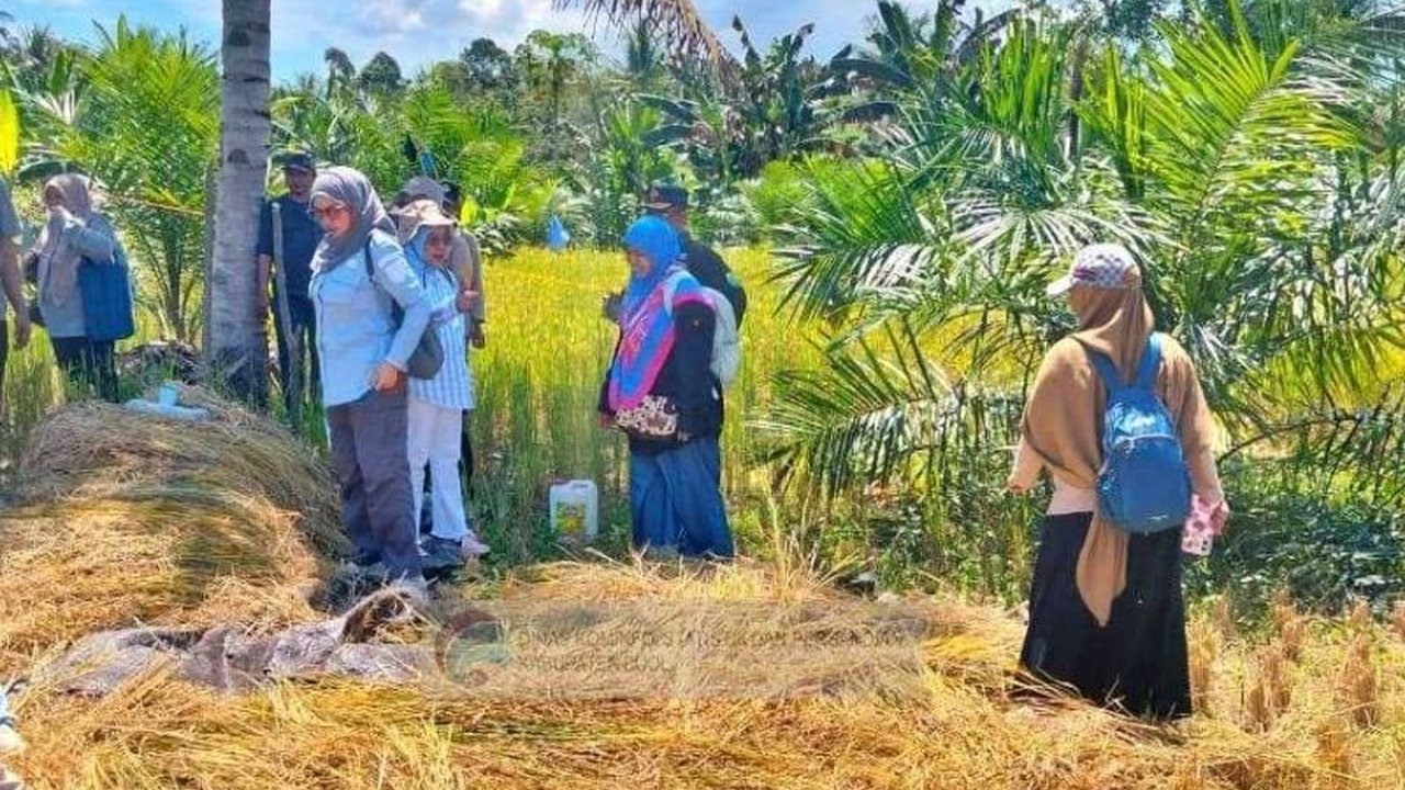 Tahukah Anda? Buol Kembangkan Padi Gogo di Lahan Kering, Solusi Hadapi Krisis Pangan Global