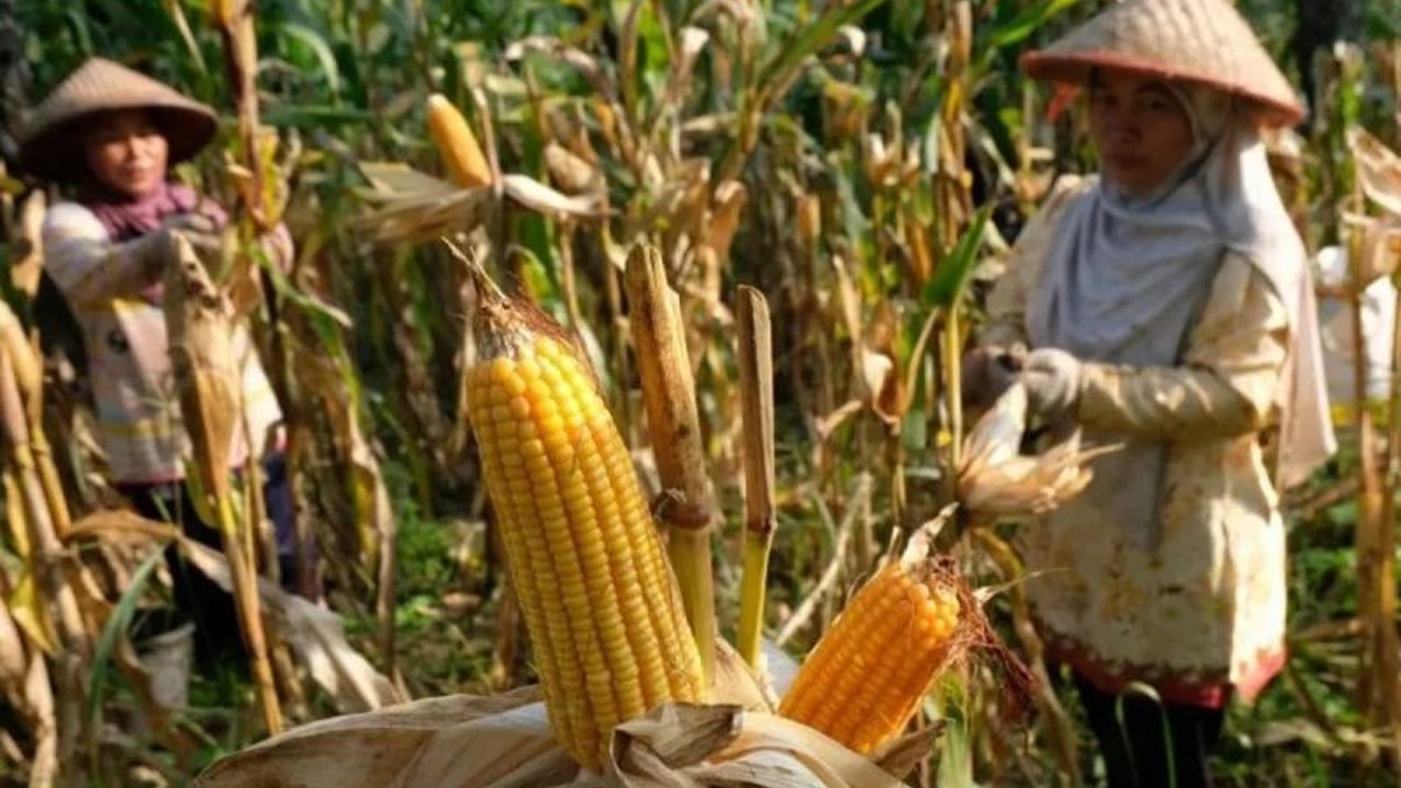 Perum Bulog Sumatera Utara gencar melakukan penyerapan jagung pipil dari petani lokal, menargetkan puluhan ribu ton untuk ketahanan pangan. Bagaimana upaya Bulog melindungi harga petani?