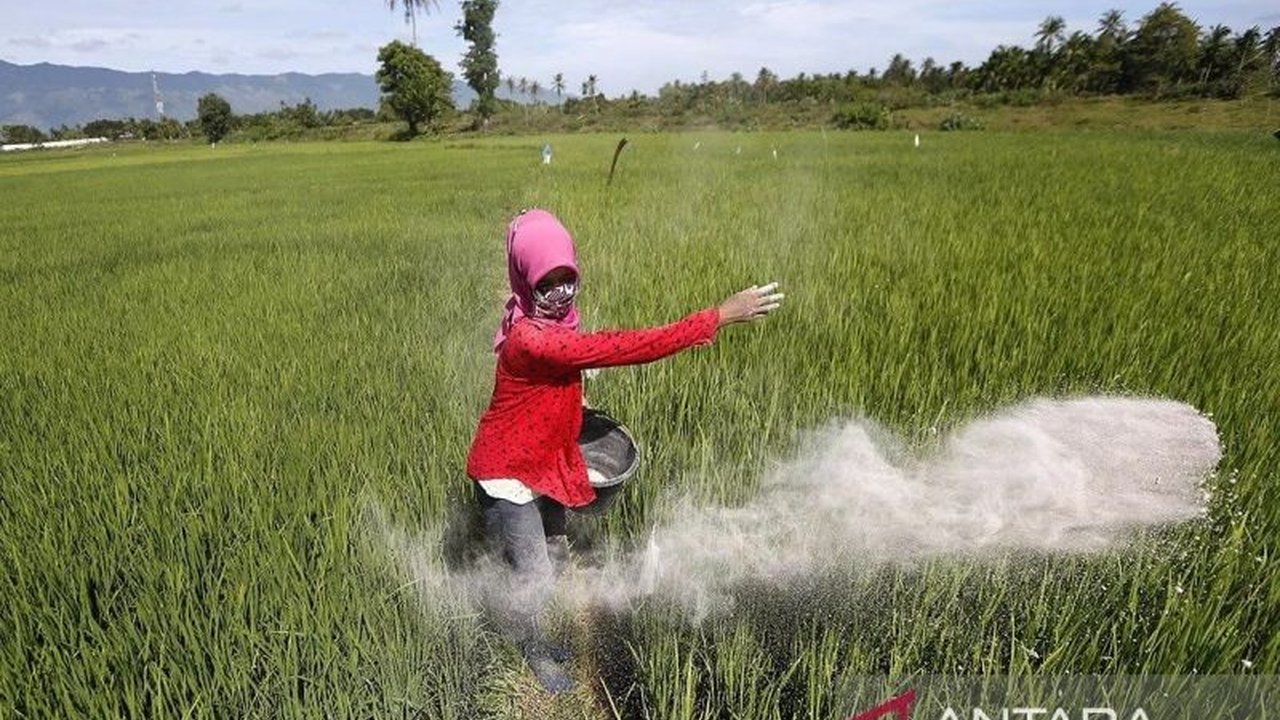 Distanbun Aceh melaporkan capaian luas tanam padi Aceh telah mencapai 96,22% dari target hingga Juli 2025. Bagaimana upaya Aceh menjaga ketahanan pangan?