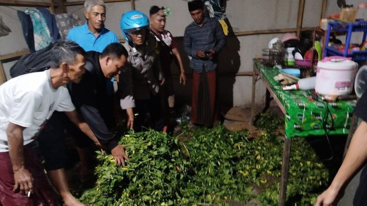 Polres Situbondo berhasil menangkap tiga pelaku pencurian cabai yang meresahkan petani. Mereka tak hanya mencuri, tapi juga merusak tanaman. Bagaimana modusnya?