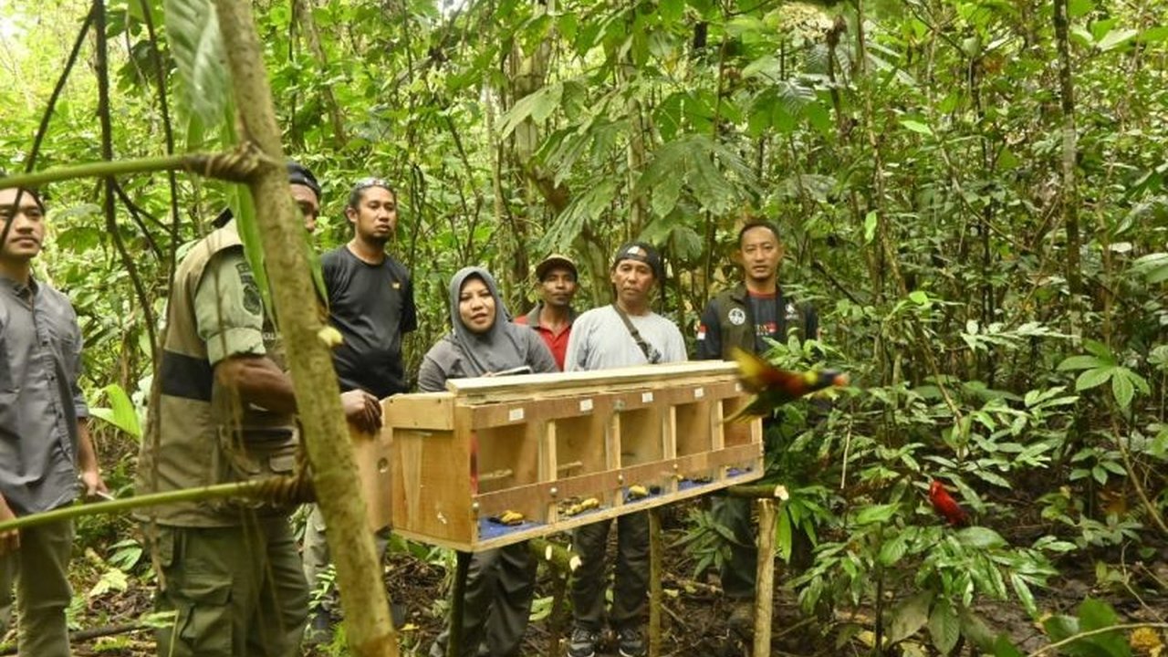 BKSDA Maluku sukses lakukan pelepasliaran satwa endemik Maluku di Seram Bagian Timur. Apa saja jenis satwa yang kembali ke habitatnya dan bagaimana upaya konservasi ini?