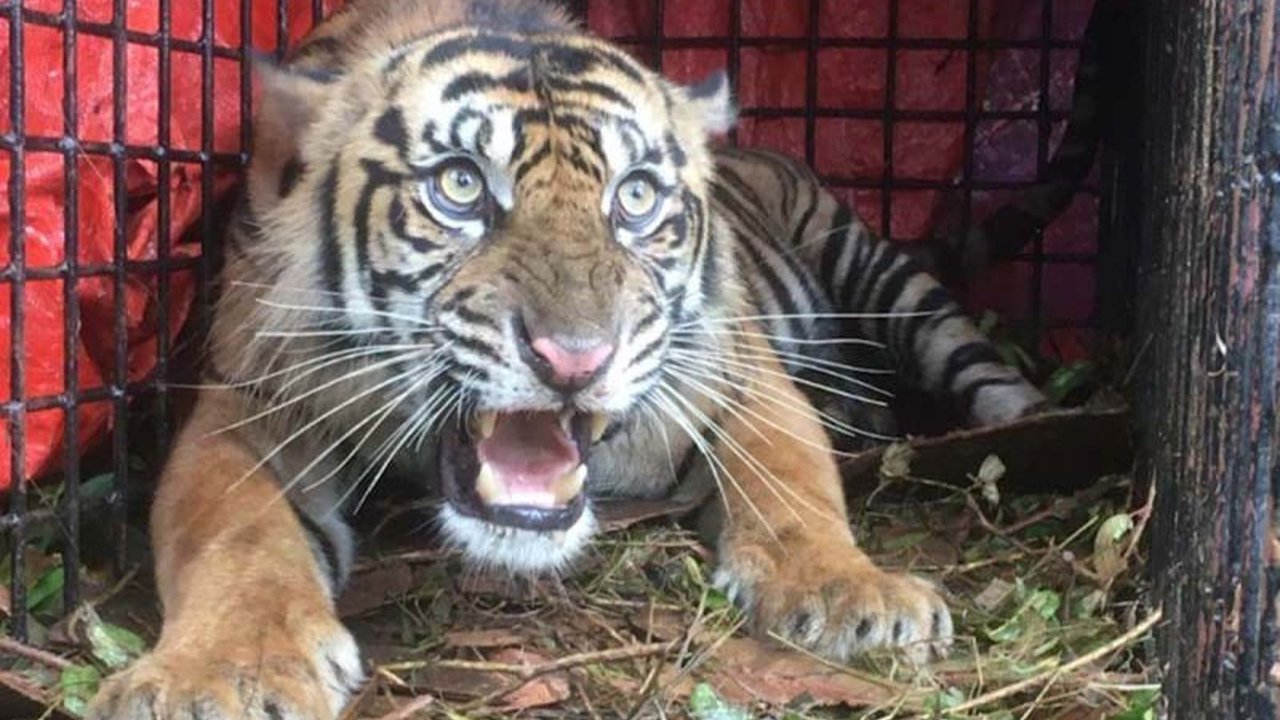 Balai Konservasi Sumber Daya Alam (BKSDA) Aceh terus berupaya memperkuat pencegahan interaksi negatif Harimau Sumatra di berbagai wilayah. Apa saja langkah mitigasi yang dilakukan?