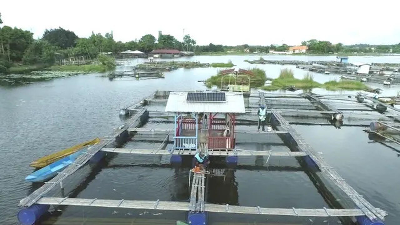 PLN Indonesia Power (PLN IP) menghadirkan listrik untuk keramba milik nelayan di Danau Ranu, Desa Ranuklindungan, Kabupaten Pasuruan, Jawa Timur, dengan Pembangkit Listrik Tenaga Surya (PLTS)