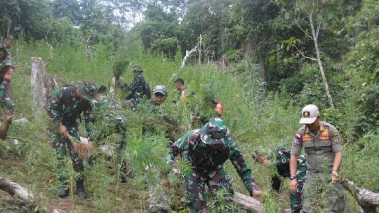 Fakta Unik: 3 Hektare Lahan Pemusnahan Tanaman Ganja di Mandailing Natal, Puluhan Ribu Batang Musnah