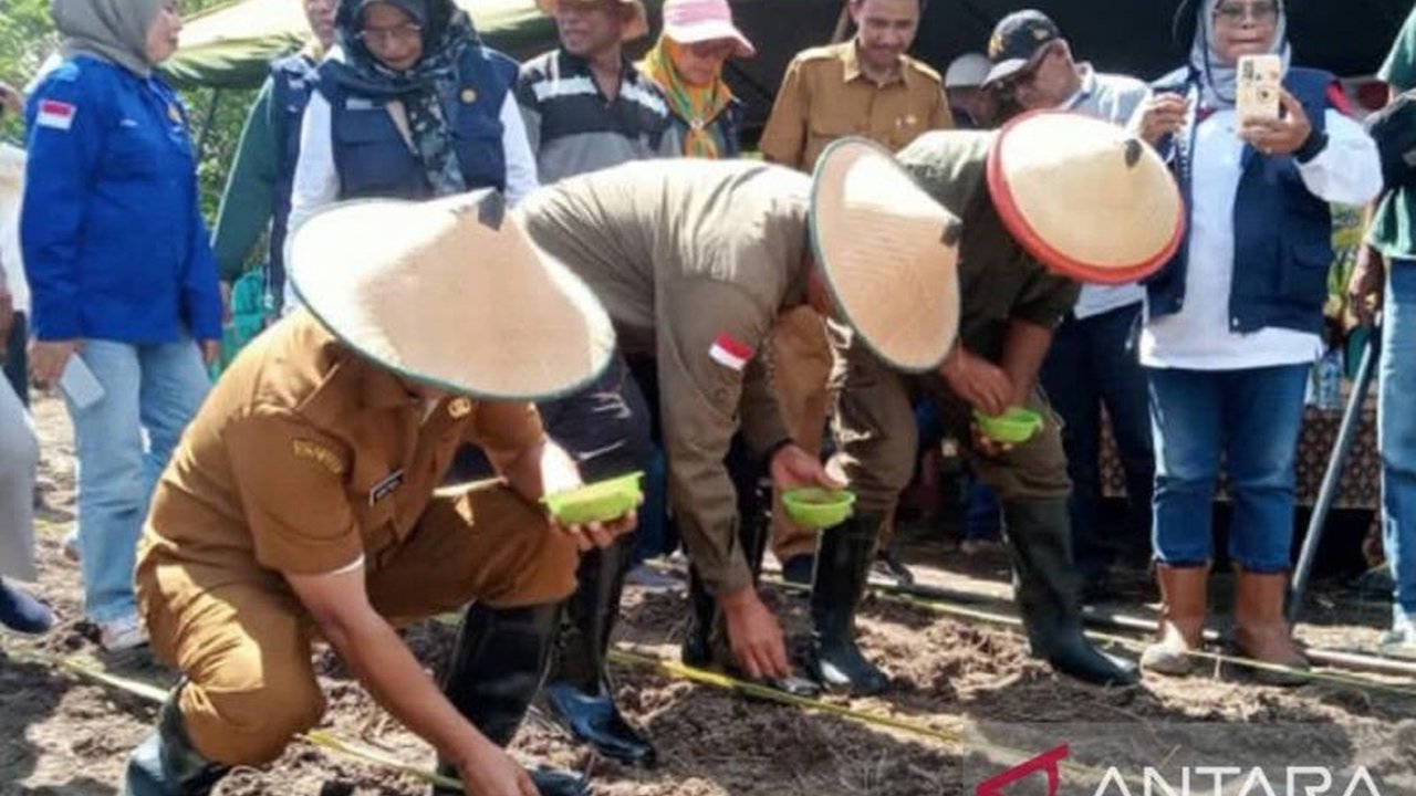 Wow, Realisasi Penanaman Padi Gogo di Maluku Capai 54 Persen! Langkah Strategis Ketahanan Pangan Daerah