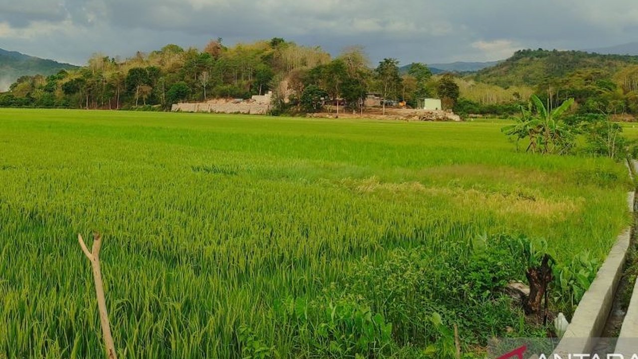 BMKG Imbau Petani Manggarai Barat waspada cuaca dinamis di bulan Agustus 2025. Meskipun kemarau, potensi hujan lokal tetap ada, bagaimana petani harus menyikapinya?