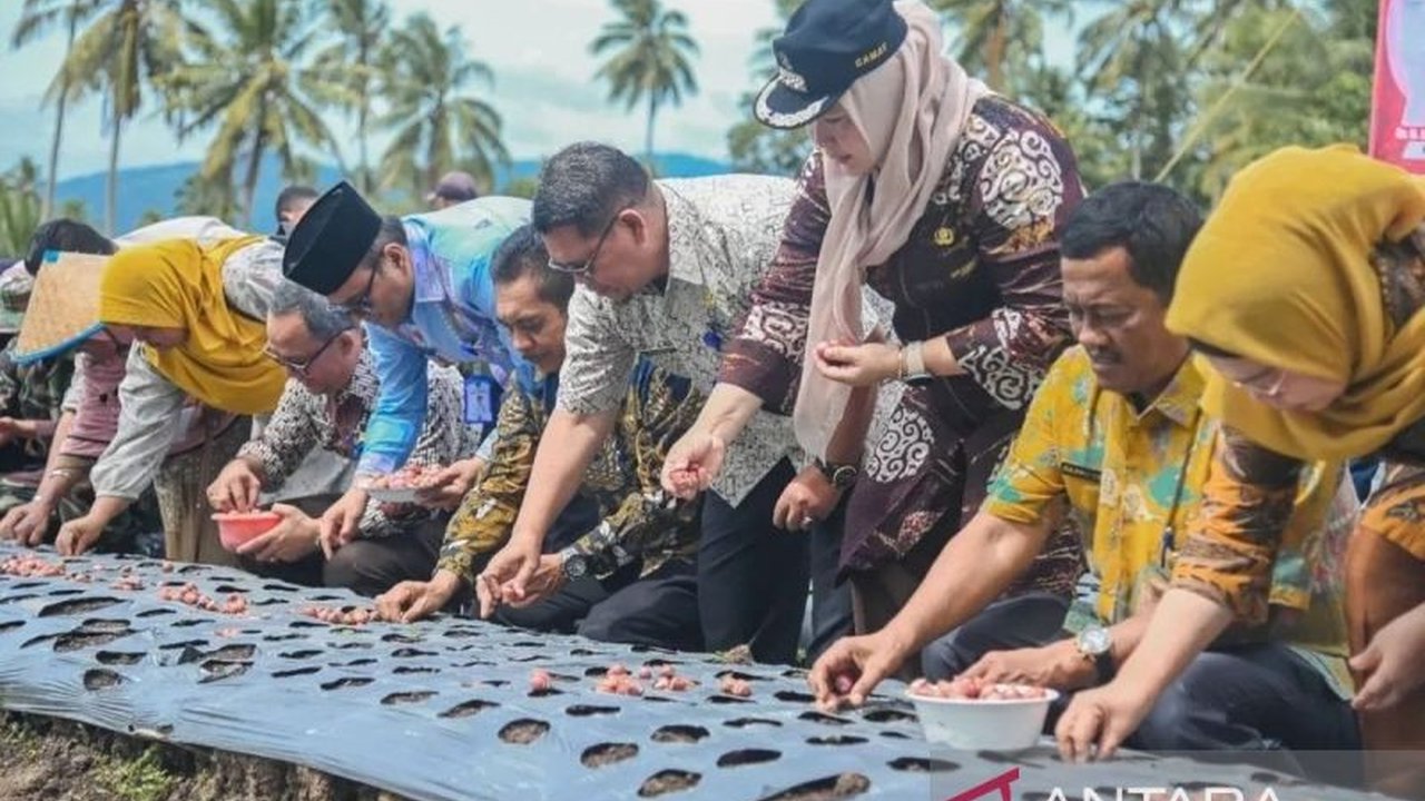 Pemerintah Kota Padangsidimpuan serius mengembangkan komoditas unggulan bawang merah di wilayahnya, dengan target memenuhi kebutuhan lokal dan meningkatkan produktivitas petani.