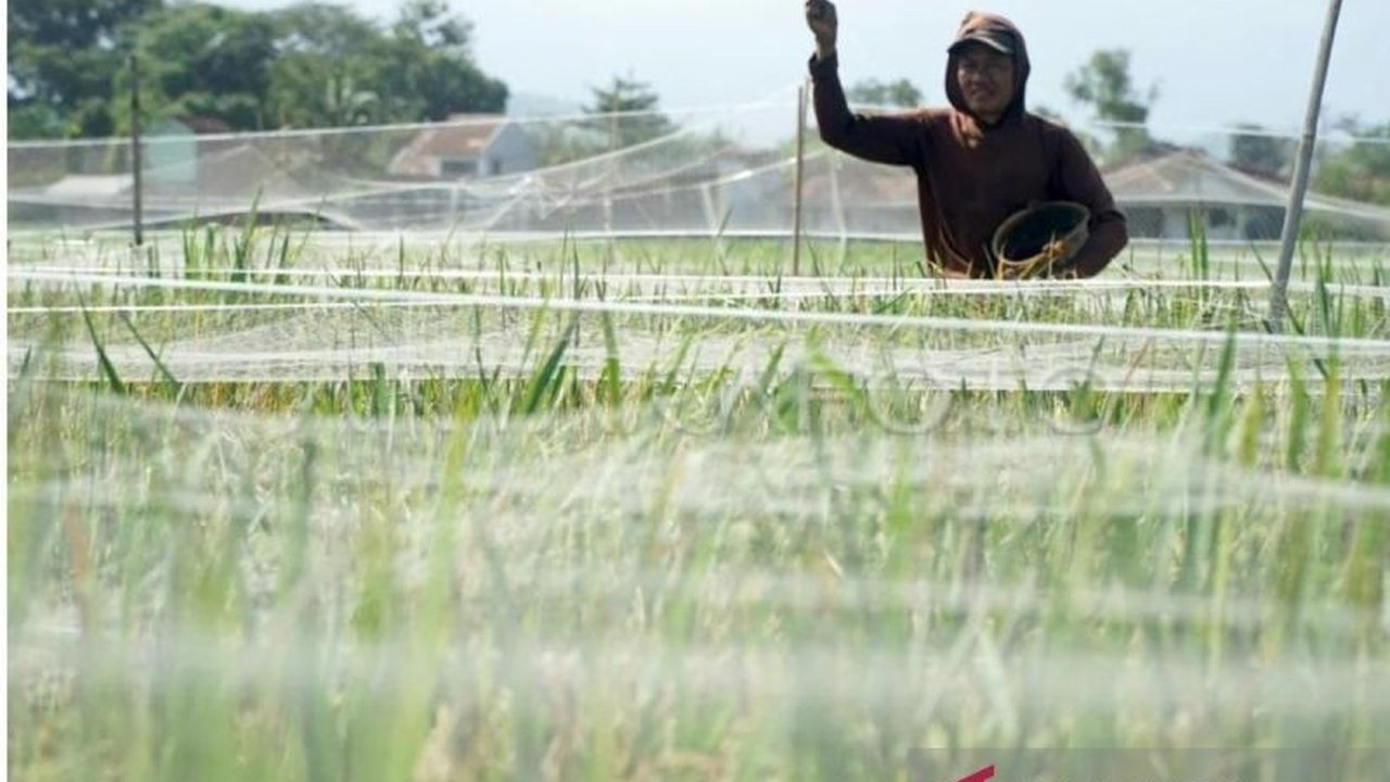 Serangan hama wereng cokelat masif melanda ratusan hektare sawah di Trenggalek dan Tulungagung, mengancam gagal panen dan membuat petani kewalahan.