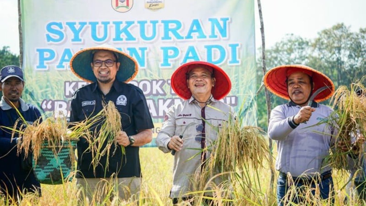 Kelompok Tani Bumi Makmur di Banjarbaru sukses panen padi varietas Siam Madu hingga 5,7 ton/hektare, menunjukkan potensi pertanian di perkotaan dan ketahanan pangan Banjarbaru.