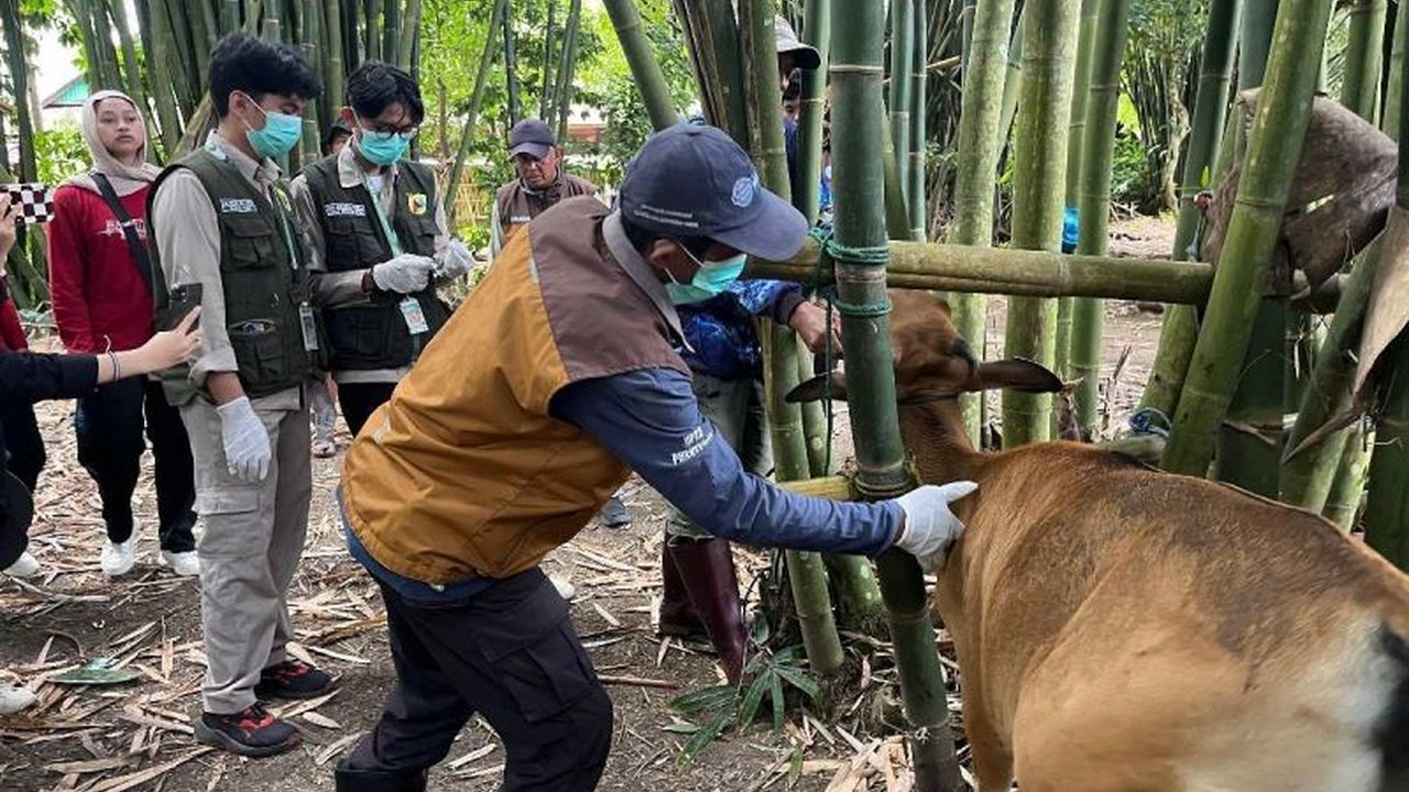 Terungkap! 120 Ekor Sapi di Maros Terinfeksi PMK, Ini Upaya Mahasiswa Unhas Atasi Wabah Penyakit Mulut dan Kuku Sapi