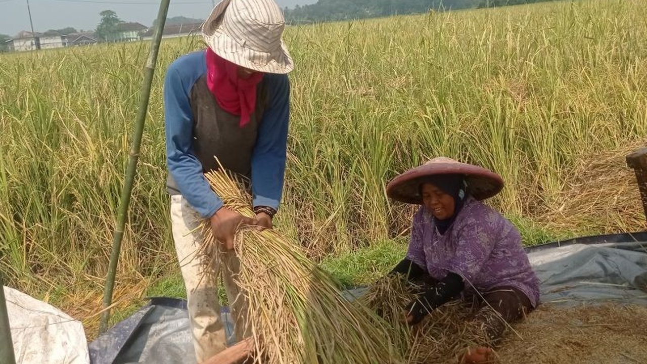 Kabupaten Lebak menargetkan panen padi Agustus 2025 seluas 21.000 hektare, menjamin ketersediaan pangan dan meningkatkan ekonomi petani lokal.