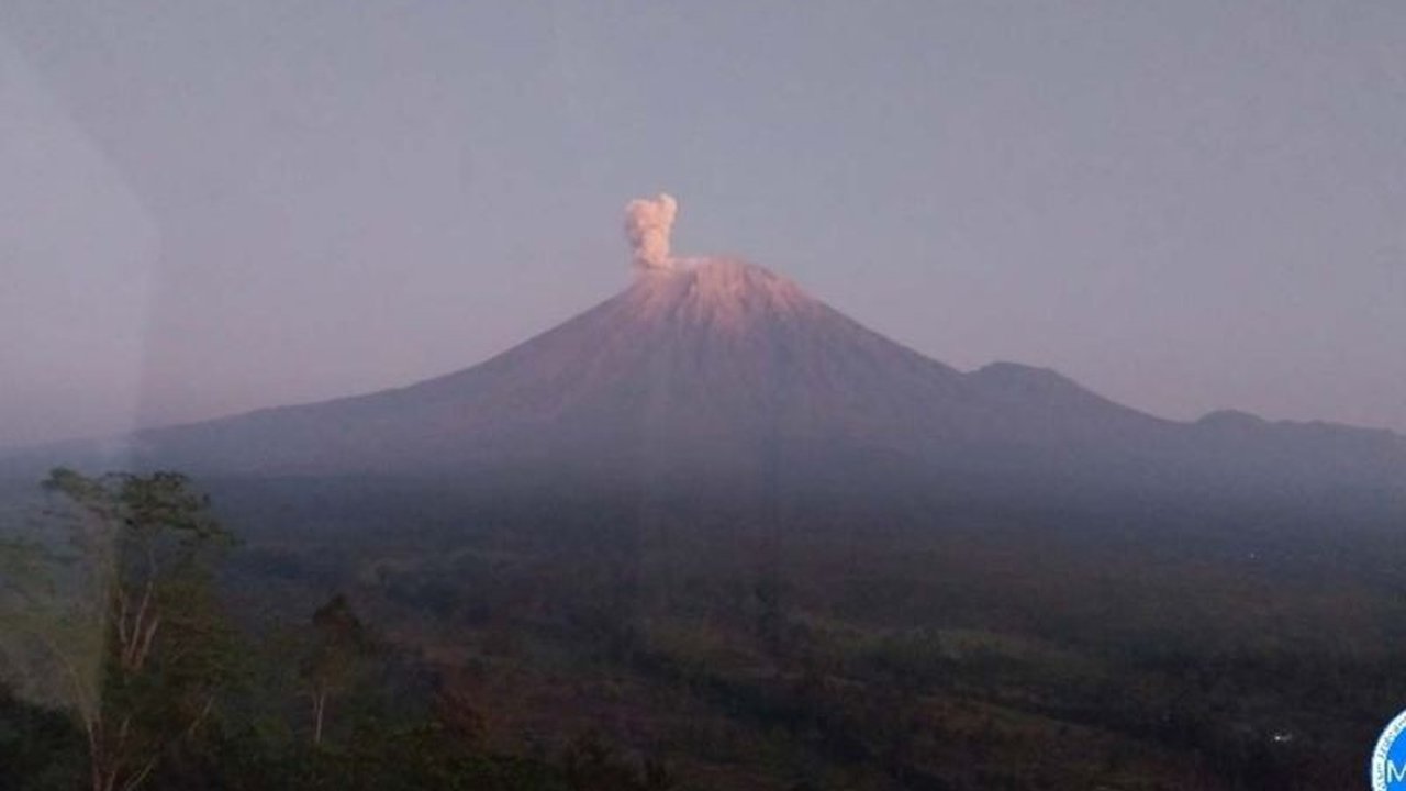 Gunung Semeru Erupsi Empat Kali dalam Sehari: Abu Vulkanik Capai 900 Meter, Status Siaga!