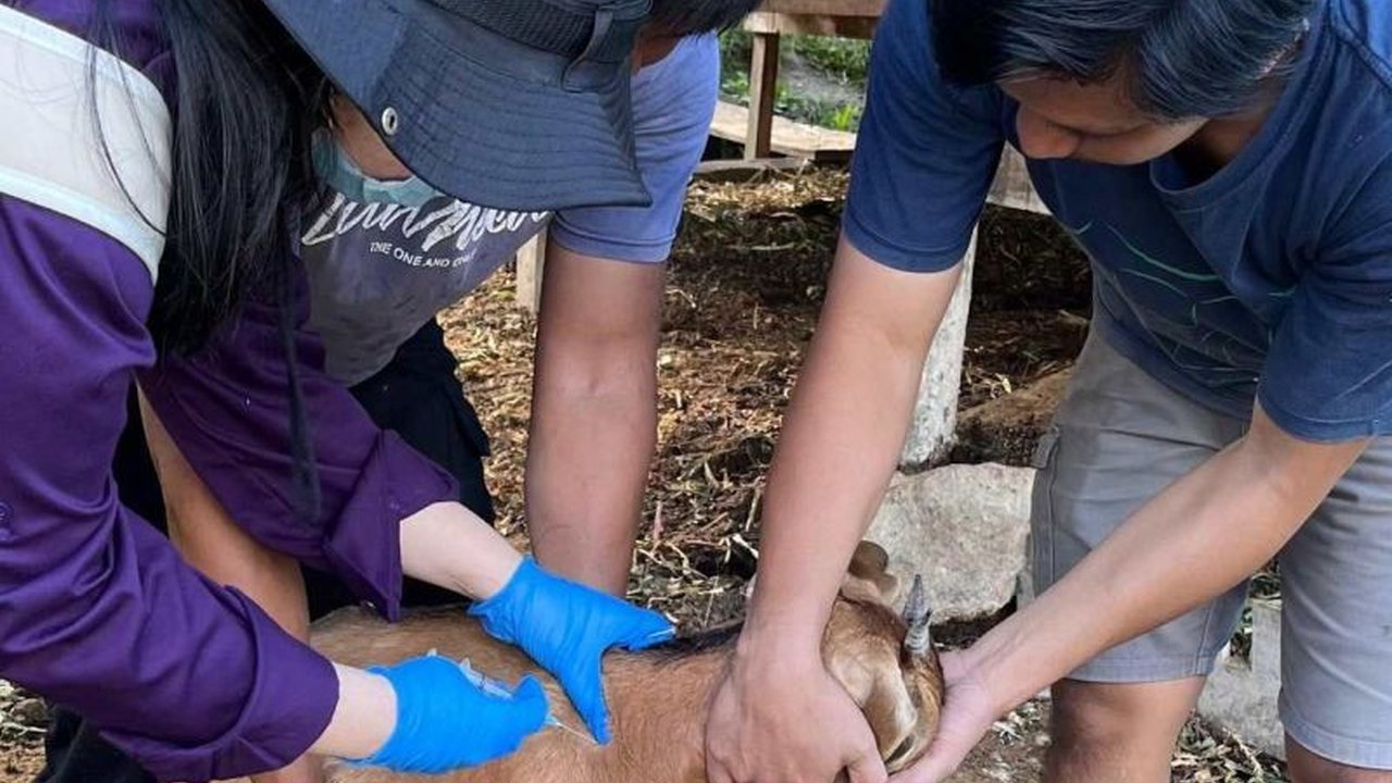 Ratusan ternak di Maros telah menerima vaksin PMK Ternak usai terjangkit. Bagaimana peran mahasiswa Unhas dalam upaya percepatan vaksinasi ini?