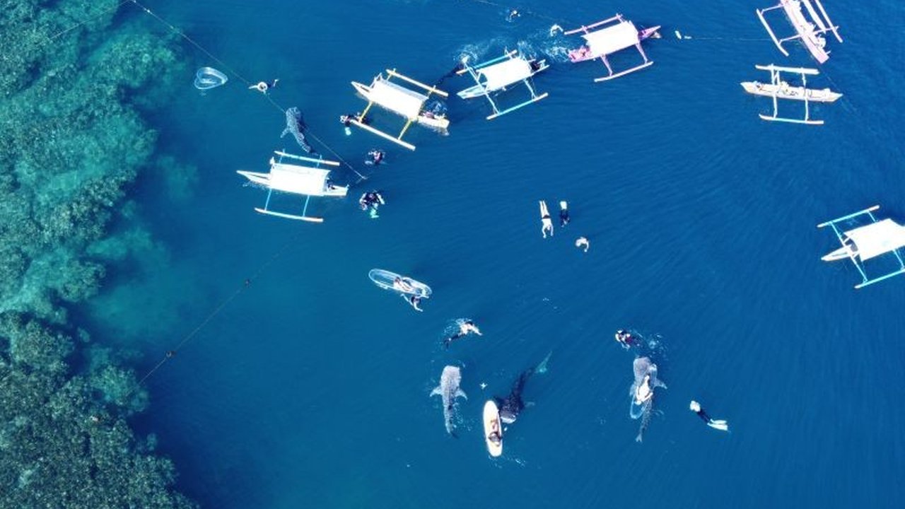 Tahukah Anda? Wisata Hiu Paus Gorontalo Jadi Fokus Promosi Pemprov di HUT ke-80 RI