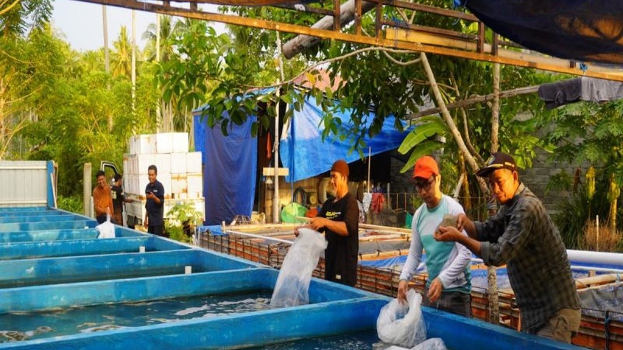 DKP Sulbar salurkan ribuan bibit ikan nila dan calon induk ke UPR di Mamuju Tengah dan Pasangkayu. Langkah ini perkuat budi daya ikan air tawar lokal, sekaligus atasi stunting. Simak selengkapnya!