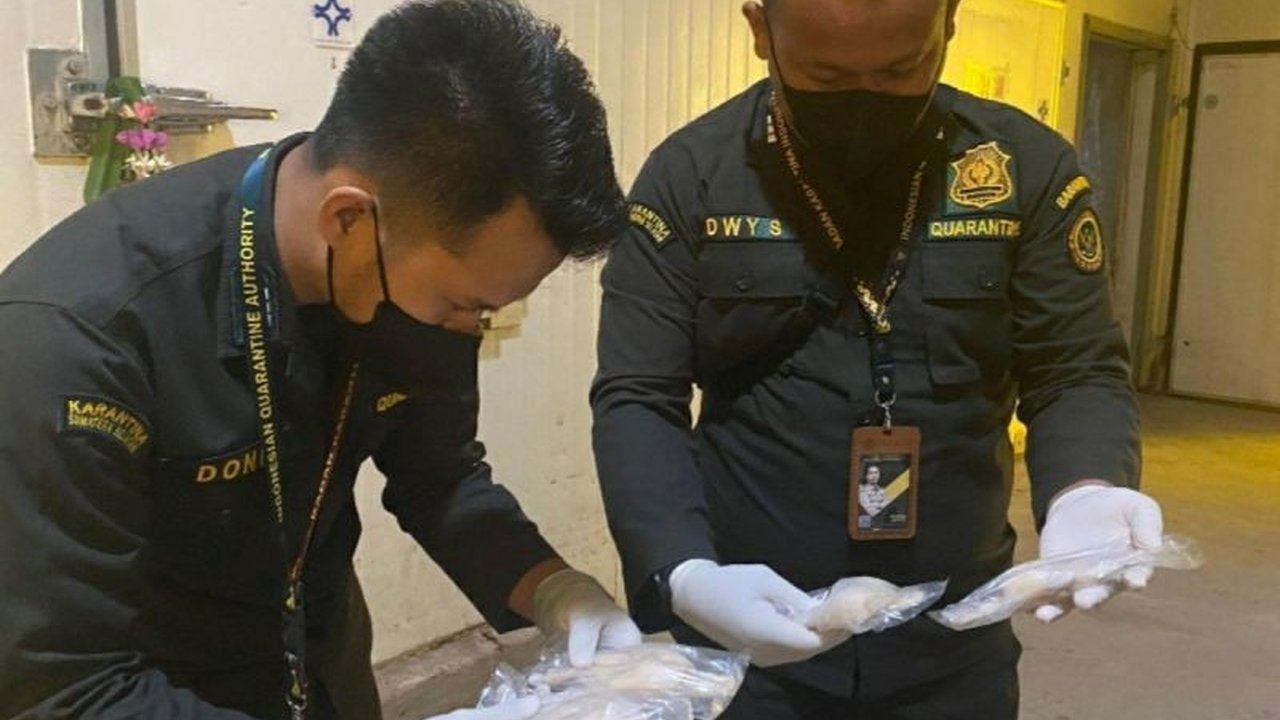 Balai Karantina Hewan, Ikan, dan Tumbuhan (BKHIT) Sumsel memfasilitasi ekspor paha kodok senilai miliaran rupiah ke Prancis, membuka peluang ekonomi baru bagi masyarakat lokal.