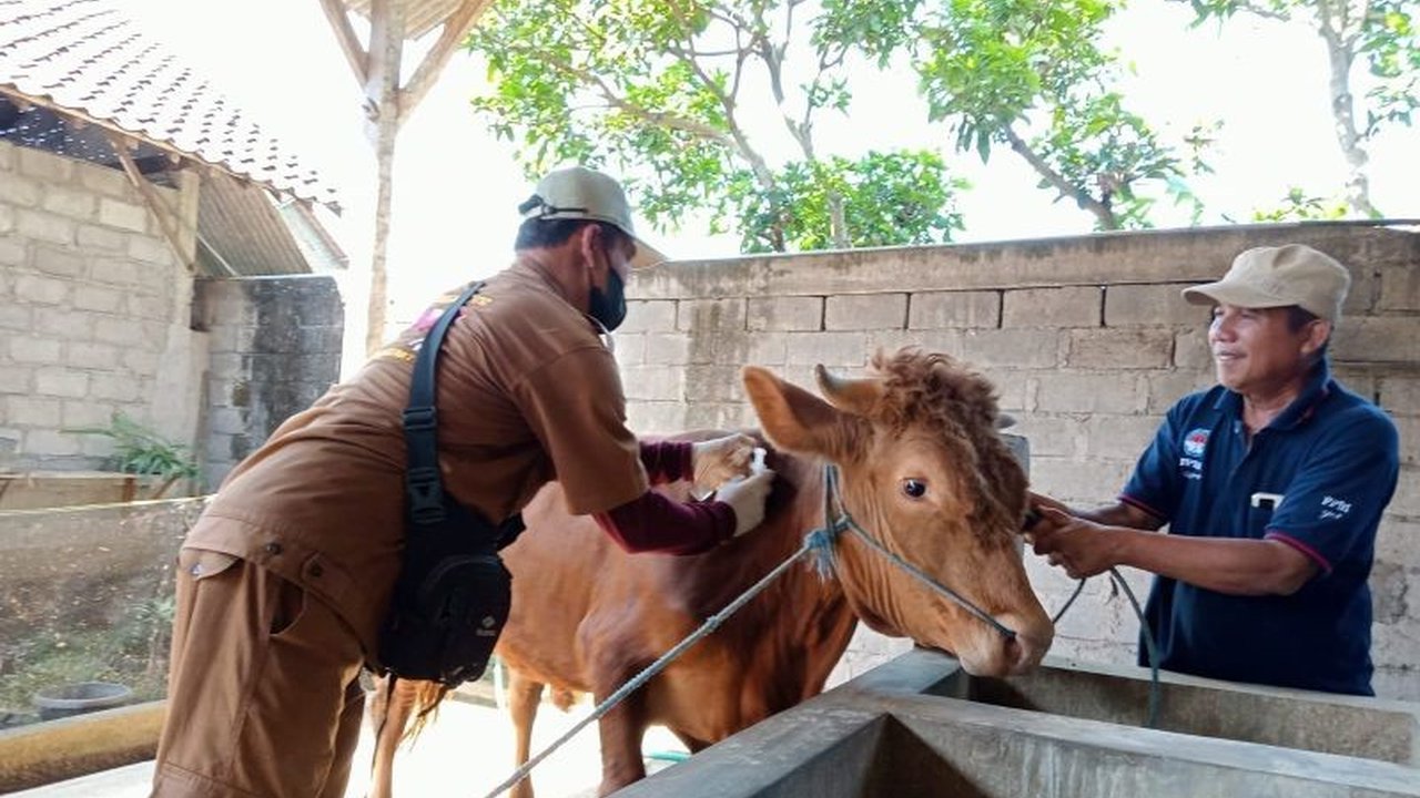 Pemerintah Kabupaten Tulungagung terus menggencarkan vaksinasi PMK Tulungagung pada hewan ternak guna antisipasi peralihan musim dan mempertahankan status nol kasus PMK.
