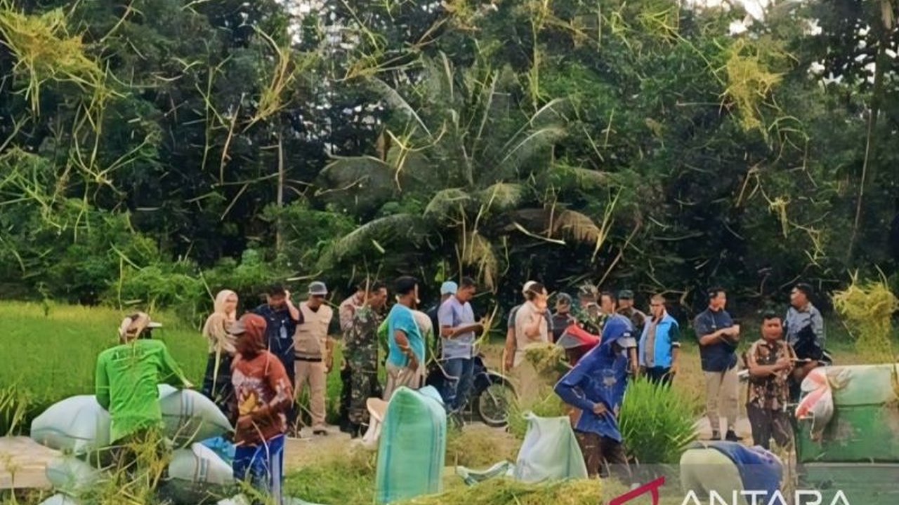 Dinas Pertanian OKU Selatan gencar berikan penyuluhan tentang cara Pengendalian Hama Padi, khususnya tikus, untuk meningkatkan produktivitas hasil pertanian. Simak selengkapnya!